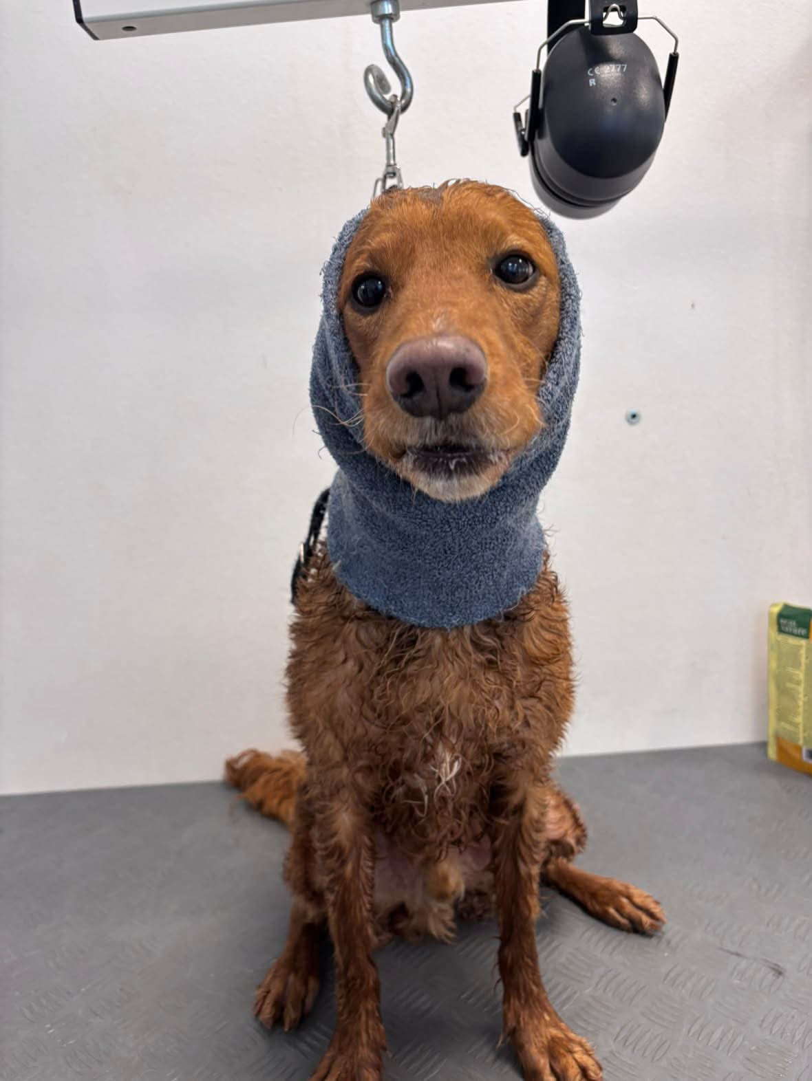 En hund med håndklæde om hovedet efter et skånsomt bad